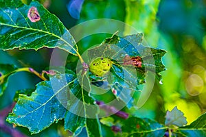 Peculiar Oak Tree nodule on leaf