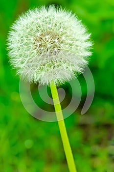 Peculiar round and symmetric flower photo