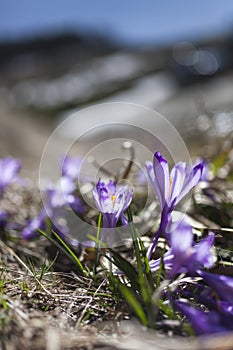 Peculiar scene between pine trees and beautiful group of pulsatilla flowers springtime, in Transylvania