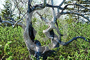 The peculiar silver birch trees in the garden