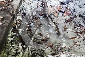 Peculiar volcanic mineral water fount in Balvanyos, Transylvania photo