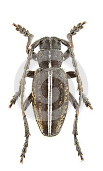 Pedestredorcadion pusillum