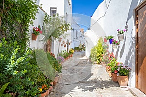 White alley narrowing with plants and flower pots in Vejer old t photo