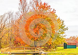 Pedestrian bridge and orange maple tree in Fall