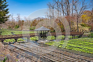 Pedestrian bridge over Wasabi horseradish fields at the Daio Wasabi Farm near Nagano, Japan