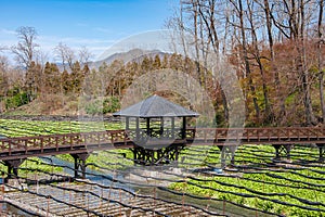 Pedestrian bridge over Wasabi horseradish fields at the Daio Wasabi Farm near Nagano, Japan