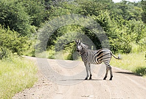 Pedestrian crossing with real zebra in south africa