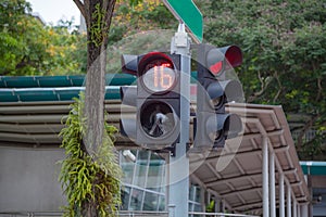 Pedestrian crossing traffic signal with timer and traffic lights at the intersection allow pedestrians and road traffic to use the