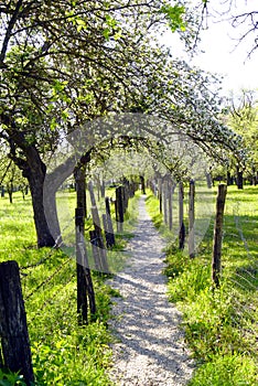 A pedestrian path, on both sides of which there are green meadows and blooming orchards.