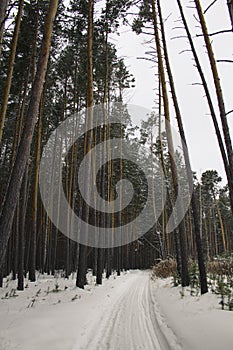 Pedestrian path through the pine forest