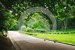 Pedestrian path in summer green city park on background of trees