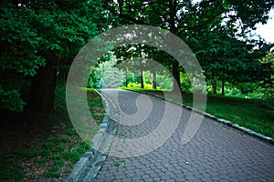 Pedestrian path in summer green city park on background of trees