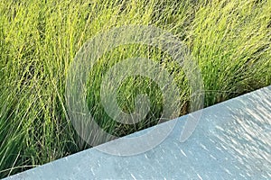 Pedestrian walkway along the rice field on beautiful summer season with evening breeze and casting shadow fell on the ground