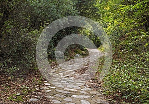 Pedestrian walkway in forest