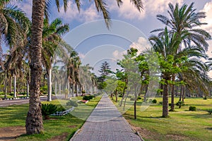 Pedestrian walkway framed with trees and palm trees on both sides with partly cloudy sky in a summer day, at a public park