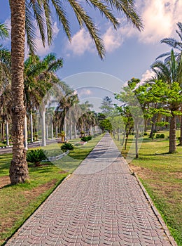 Pedestrian walkway framed with trees and palm trees on both sides with partly cloudy sky in a summer day at a public park