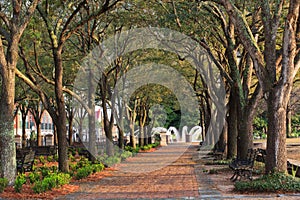 Pedestrian Walkway Tree Canopy Charleston SC