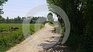 Pedestrian way or walk way with trees on sides for public walk