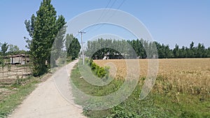 Pedestrian way or walk way with trees on sides for public walk