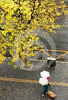 Pedestrians hurriedly walked under the big trees in the autumn rain.