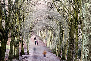 Pedestrians in a tree-lined avenue in winter