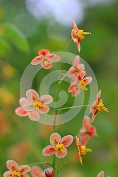 Pedicel with delicate orange blossoms