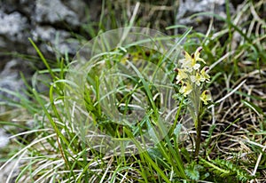 Pedicularis oederi Vahl. is a species of flowering plant belonging to the family Orobanchaceae. photo