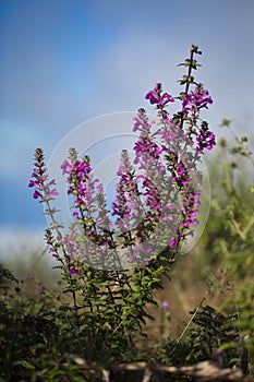 Pedicularis siamensis blooming