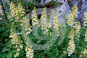 Pedicularis torta