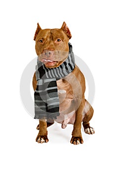 Pedigree American Pit Bull Terrier dog with warm scarf around neck
