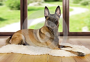 Pedigree Belgian shepherd dog Malinois dog lying on a fur rug on the living room floor