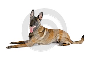 Pedigree Belgian shepherd dog Malinois with his tongue hanging out lying on a white