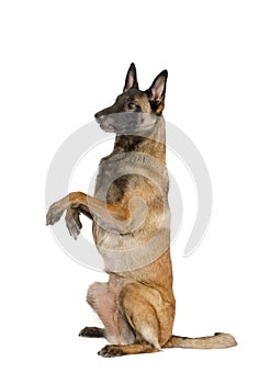 Pedigree Belgian shepherd dog Malinois sitting up on its hind legs