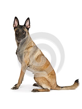 Pedigree Belgian shepherd dog Malinois sitting on a white