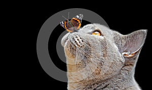 Pedigree british shorthair butterfly on nose pose isolated on black