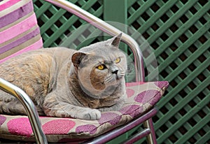 Pedigree british shorthair cat