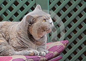 Pedigree british shorthair cat