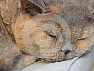 Pedigree british shorthair cat face napping in summer sun on decking eyes blue cream pets pet animals bumpkin muffin