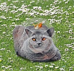 Pedigree british shorthair cat in garden with robin bird perched on head