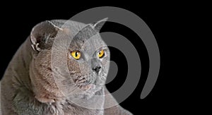 Pedigree british shorthair cat persian isolated on black