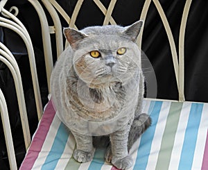 Pedigree british shorthair cat portrait chaise
