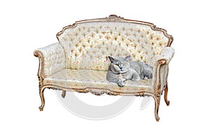 Pedigree british shorthair cat on regency chaise