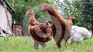 Pedigree brown and white hens and roosters eat grass in nature, outdoors in the backyard of a house near a chicken coop in the