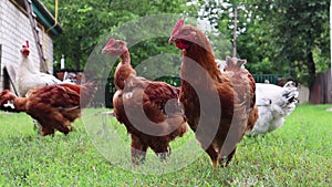 Pedigree brown and white hens and roosters eat grass in nature, outdoors in the backyard of a house near a chicken coop in the cou