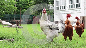 Pedigree brown and white hens and roosters eat grass in nature, outdoors in the backyard of a house near a chicken coop in the cou