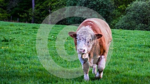 Pedigree bull in green field.