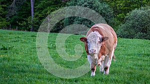 Pedigree bull in green field.