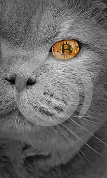 Pedigree cat bitcoin eye cryptocurrency