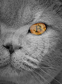 Pedigree cat bitcoin eye cryptocurrency