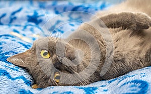 Pedigree cat of the British Scottish breed of gray ash color lies on the side on a blue blanket